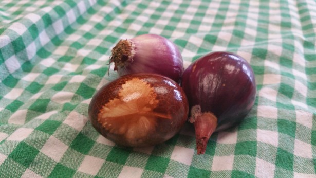 červená cibule